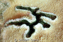 Rice Coral formation, you can almost see a hieroglyphic r... by Stuart Ganz 